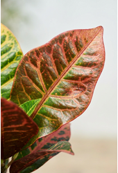Codiaeum Mrs Iceton vertakt P40