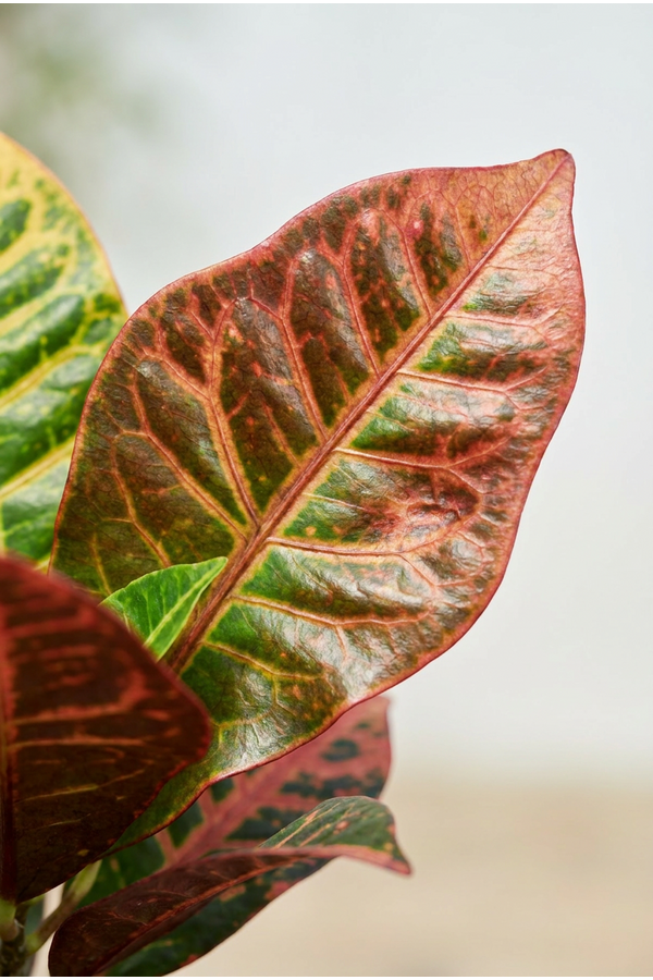 Codiaeum Mrs Iceton vertakt P40