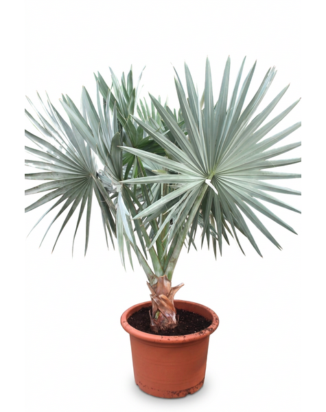 Bismarckia nobilis