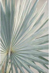 Bismarckia nobilis
