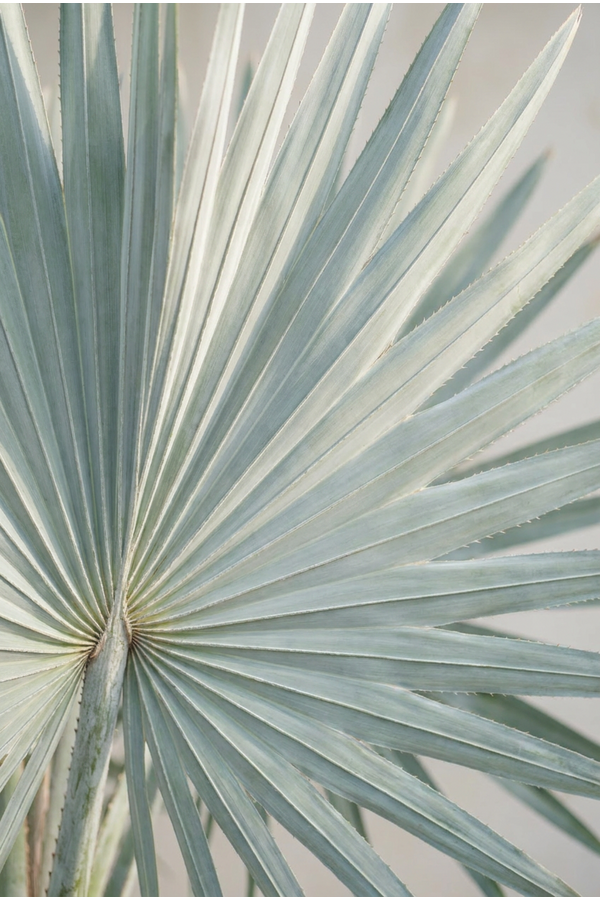 Bismarckia nobilis