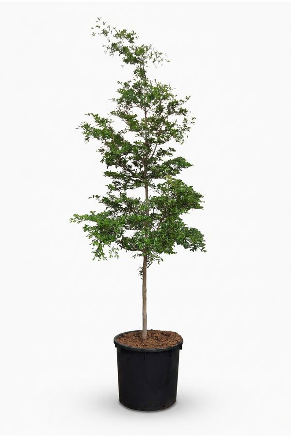 Bucida buceras
