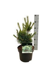 Denneboom Pinus Negishi - Copy