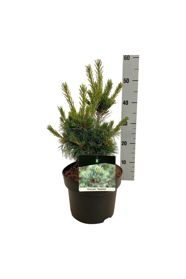 Denneboom Pinus Negishi - Copy