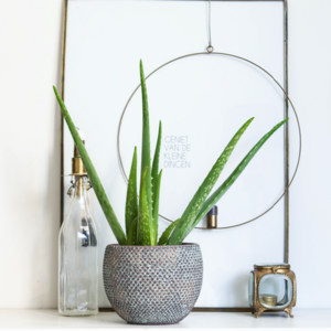 Badkamer plant