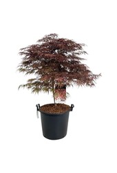 Esdoorn Acer Garnet - SALE