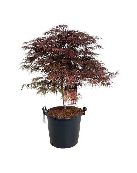 Acer - SALE