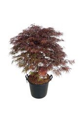 Esdoorn Acer Garnet - SALE