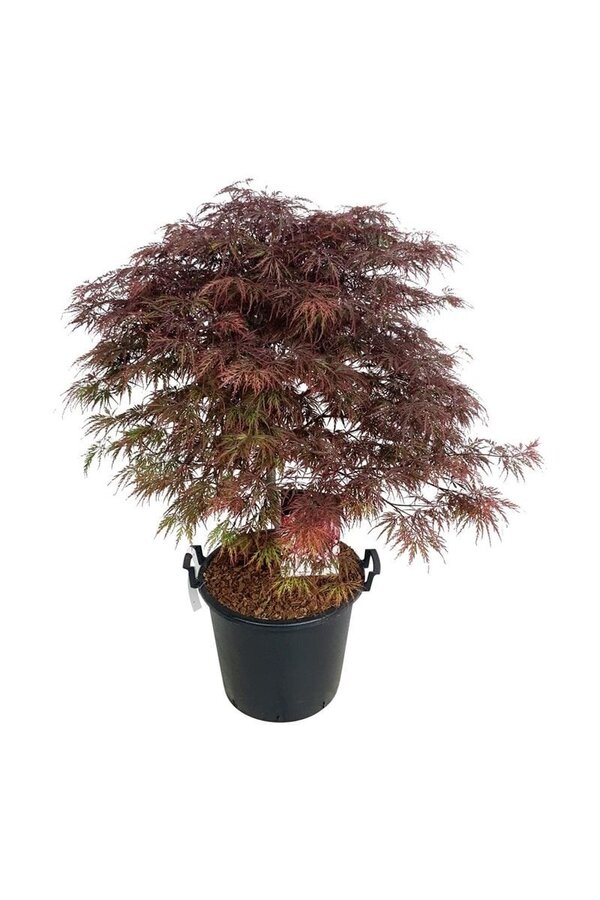 Esdoorn Acer Garnet - SALE