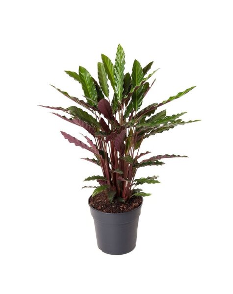 Calathea - SALE