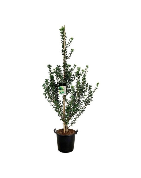 Ginkgo - PROMOTION