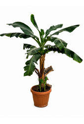 Bananenplant Musa Tropicana XL 170/40 - SALE