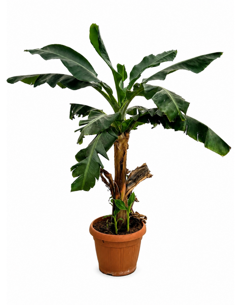 Musa Dwarf - SALE