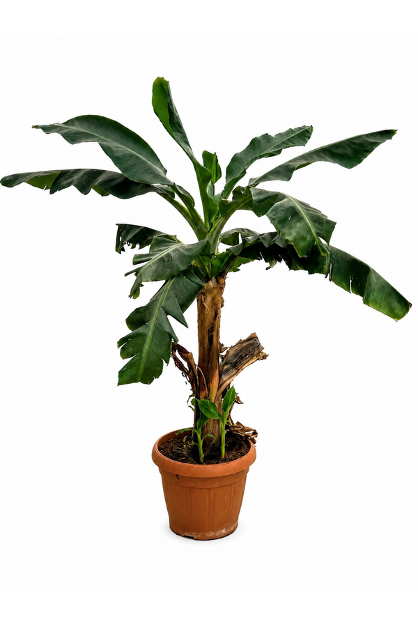 Bananenplant Musa Tropicana XL 170/40 - SALE
