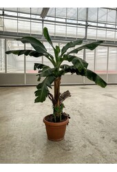 Bananenplant Musa Tropicana XL 170/40 - SALE
