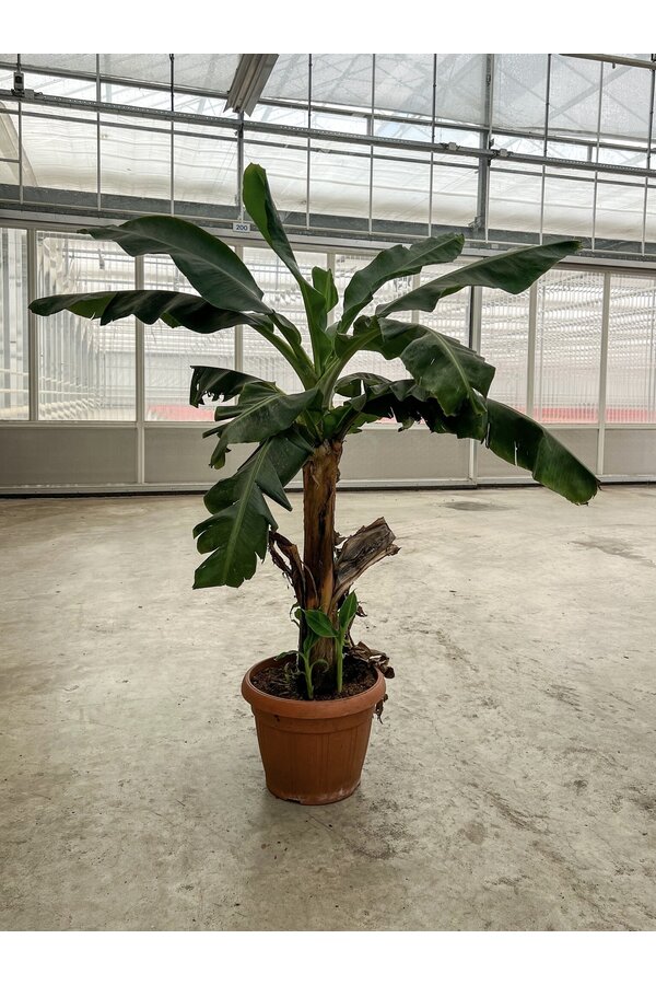 Bananenplant Musa Tropicana XL 170/40 - SALE