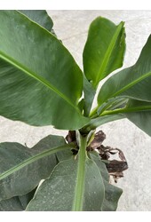 Bananenplant Musa Tropicana XL 170/40 - SALE