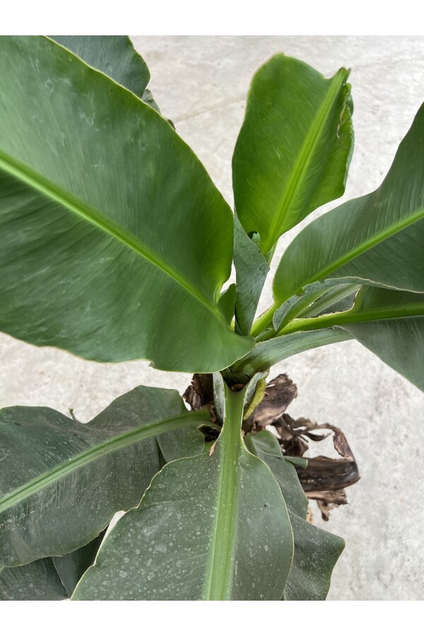 Bananenplant Musa Tropicana XL 170/40 - SALE