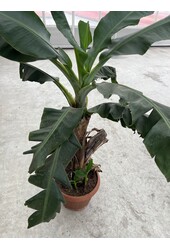 Bananenplant Musa Tropicana XL 170/40 - SALE