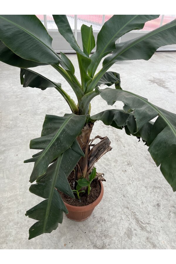 Bananenplant Musa Tropicana XL 170/40 - SALE