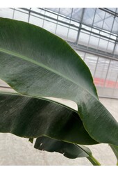Bananenplant Musa Tropicana XL 170/40 - SALE