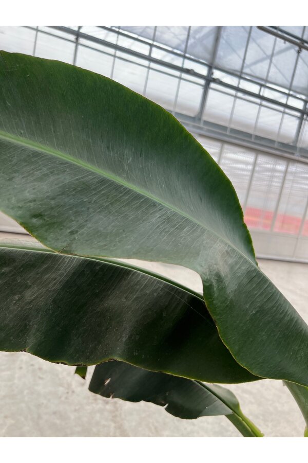 Bananenplant Musa Tropicana XL 170/40 - SALE