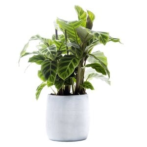 Kamerplanten
