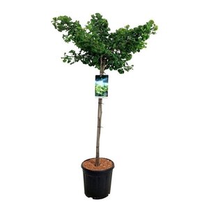 Japanse Notenboom