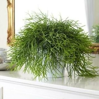 Rhipsalis corail de roche