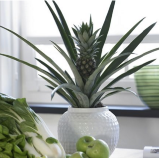 Ananasplant