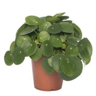 Plante à crêpes