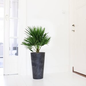 Dwergpalm