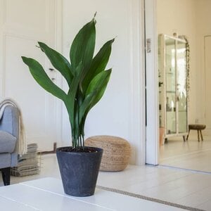 Kwartjesplant | Aspidistra