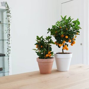 Sinaasappelboom