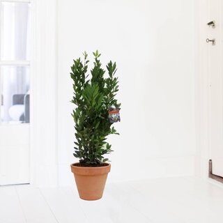Laurierboom