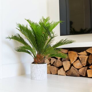 Cycas | Vredespalm