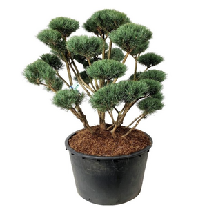 Buitenplanten Sale