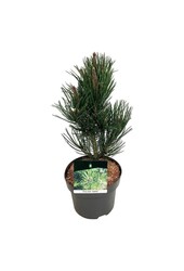 Denneboom Pinus Satellit