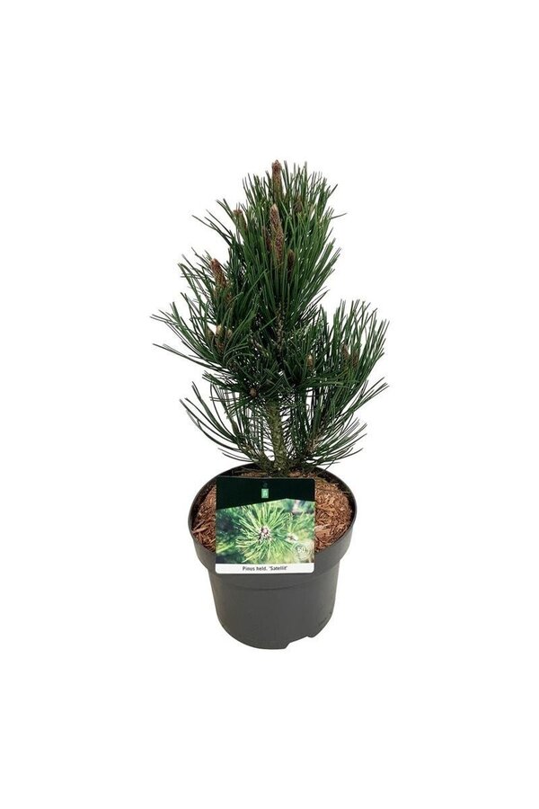 Denneboom Pinus Satellit