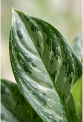 Aglaonema Horizon