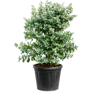 Eucalyptus