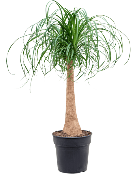 Beaucarnea - SALE