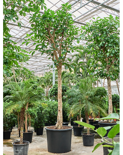 Ficus