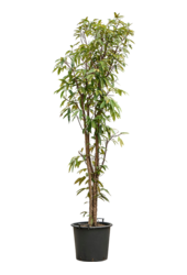 Ficus Binnendijkii Amstel King (230-260)