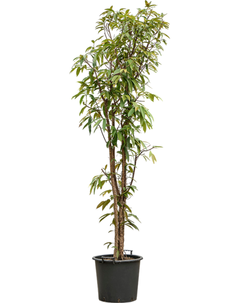 Ficus