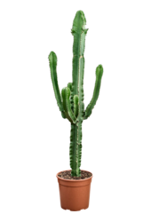 Euphorbia Erytrea