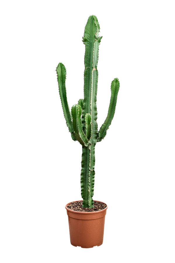Euphorbia Erytrea