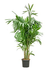 Areca Triandra