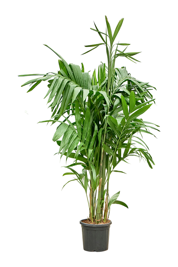 Areca Triandra