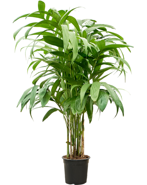 Areca
